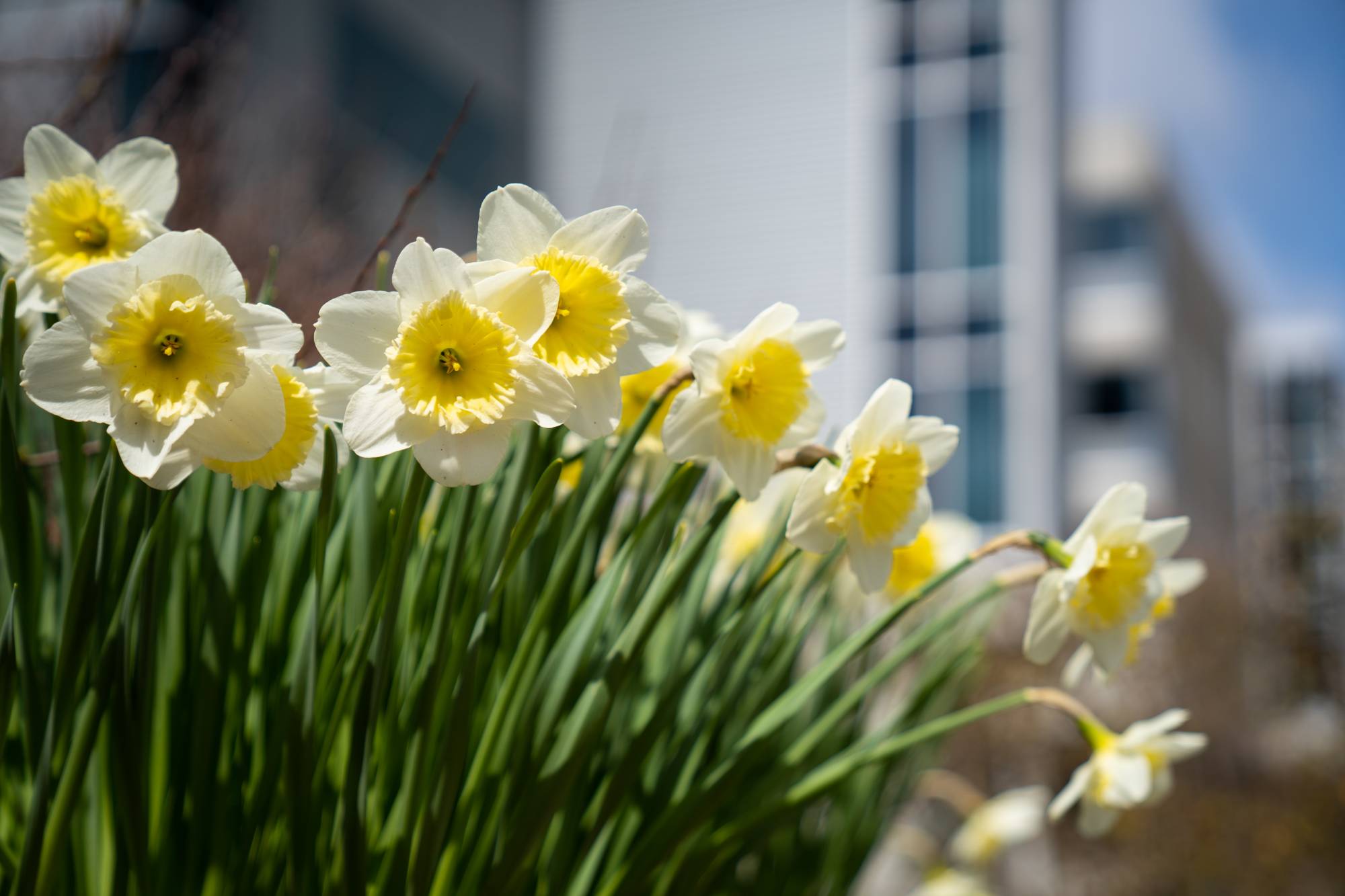 Daffodils by Zumberge Hall